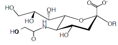 N-アセチルノイラミン酸エピメラーゼ
