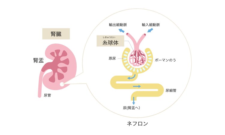 図1.　腎臓の構造