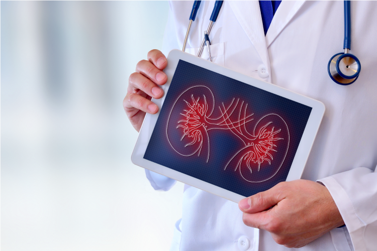 クレアチニン値と腎臓の状態の関係性をご存知でしょうか？ (写真：Shutterstock.com)