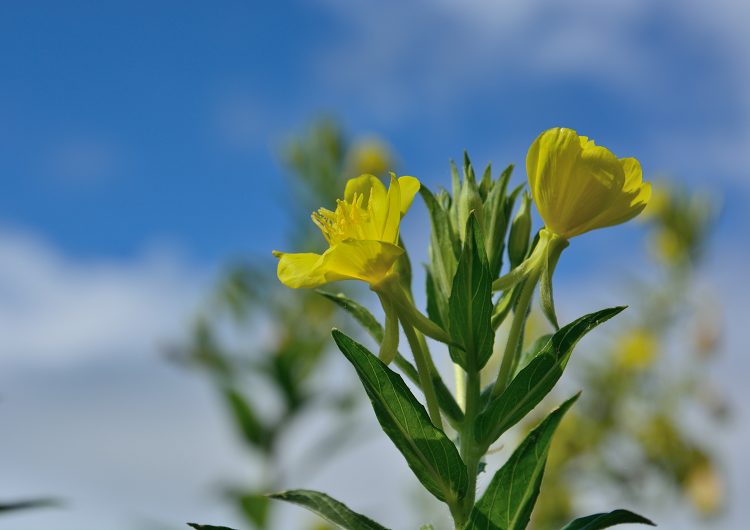 ユーゴー・ド・フリースが栽培実験に使用したオオマツヨイグサの花（写真：Shutterstock.com）