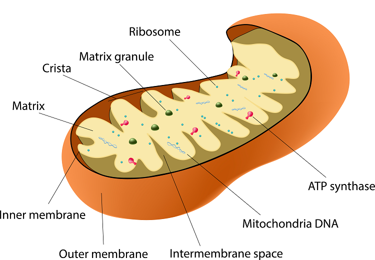 ミトコンドリアのイラスト、細胞小器官であるミトコンドリアのDNAは母親から受け継がれます（写真：Shutterstock.com）