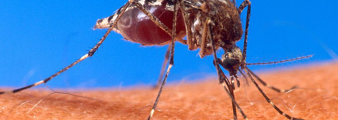 地球上で最も人間の命を奪う生物は「蚊」、その恐ろしい進化とは？の画像