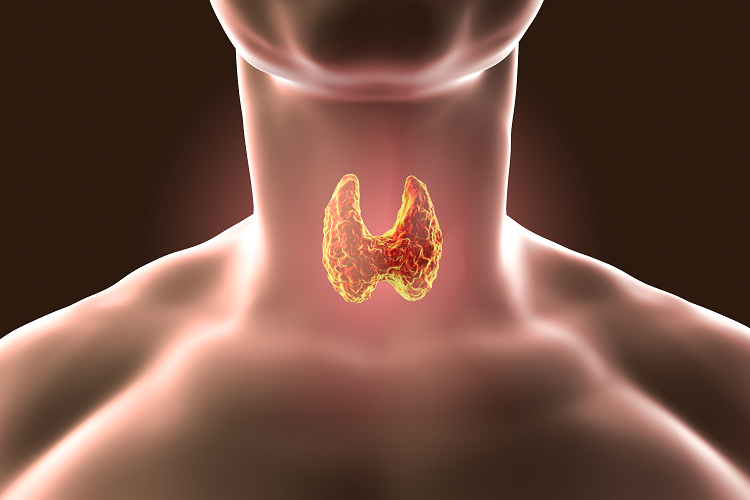 甲状腺のイメージ図（画像：shutterstock.com）