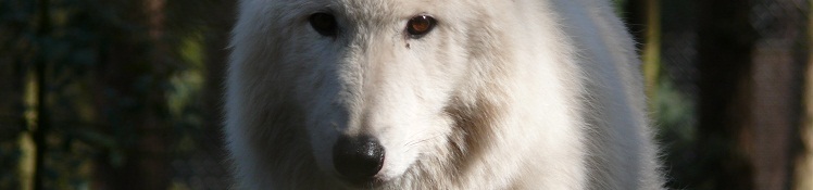 白いオオカミと黒いオオカミ、もともとオオカミはどっち色？？の画像
